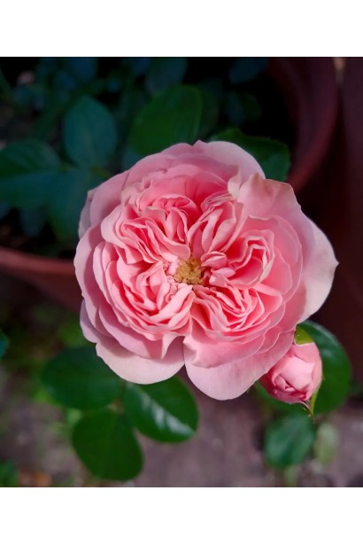 Квітка троянди Плейфул Рококо крупним планом